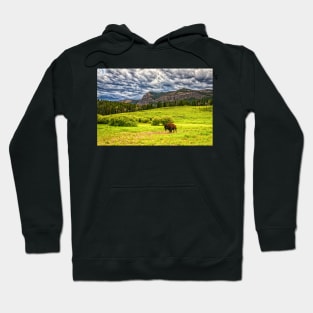 09551  Bison in Yellowstone Hoodie